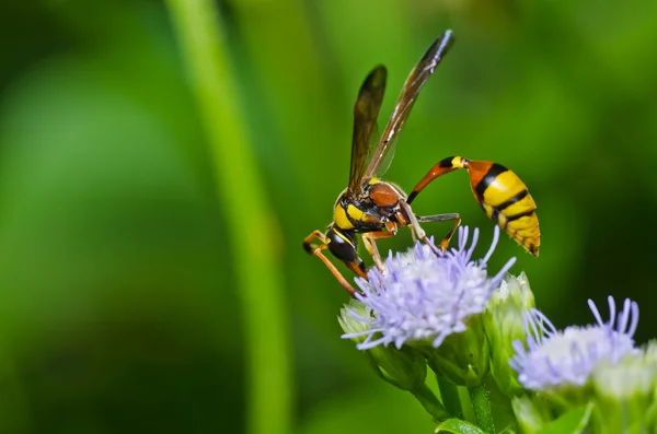 Gele wasp in de groene natuur of in de tuin — Stockfoto