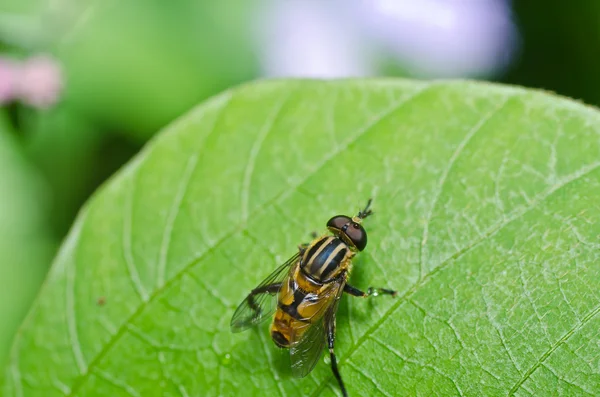 Bloem bestanden of fruitvliegen in de groene natuur — Stockfoto