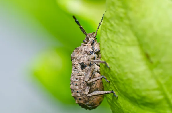 Escarabajo marrón en la naturaleza verde —  Fotos de Stock