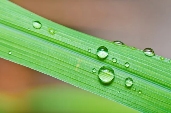 Gotas de agua en hoja verde —  Fotos de Stock