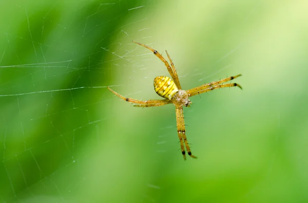 Doğada örümcek — Stok fotoğraf