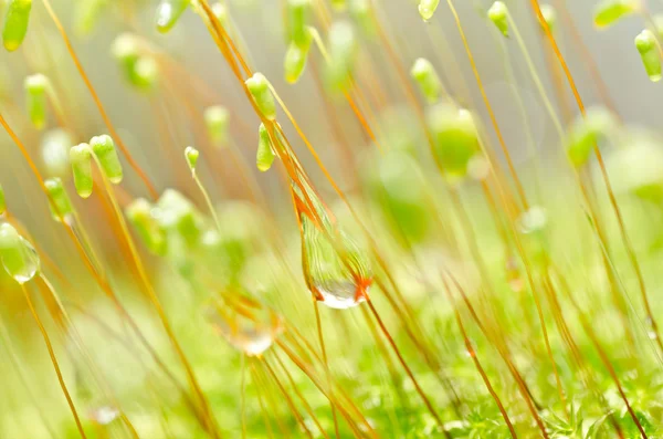 Свіжий мох у зеленій природі — стокове фото