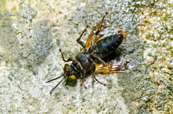 Μυρμήγκια και σφήκα στην καταπράσινη φύση, ή στον κήπο — Φωτογραφία Αρχείου