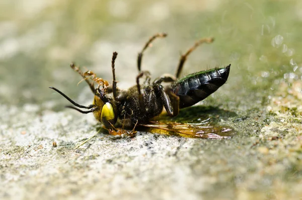 Hormigas y avispas en naturaleza verde o en jardín — Foto de Stock