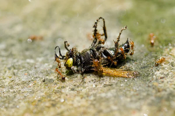 Formigas e vespa na natureza verde ou no jardim — Fotografia de Stock