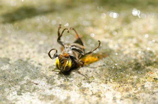 Formigas e vespa na natureza verde ou no jardim — Fotografia de Stock