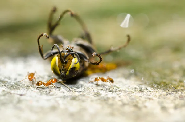 Myror och geting i naturen eller i trädgården — Stockfoto