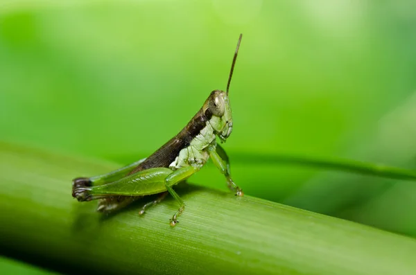 Grasshopper in green nature — Stockfoto
