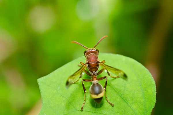 Stock image Wasp in green nature or in garden