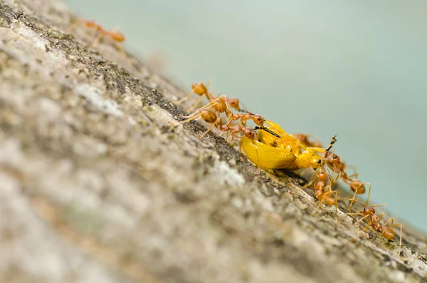Formigas comem besouro laranja na natureza verde — Fotografia de Stock