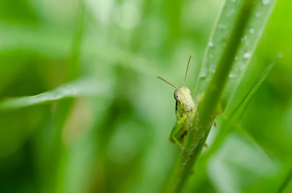 Grasshopper en la naturaleza verde — Foto de Stock