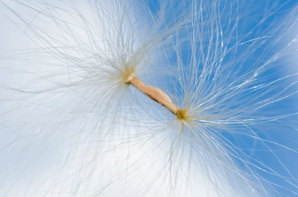 대마초와 푸른 하늘 — 스톡 사진