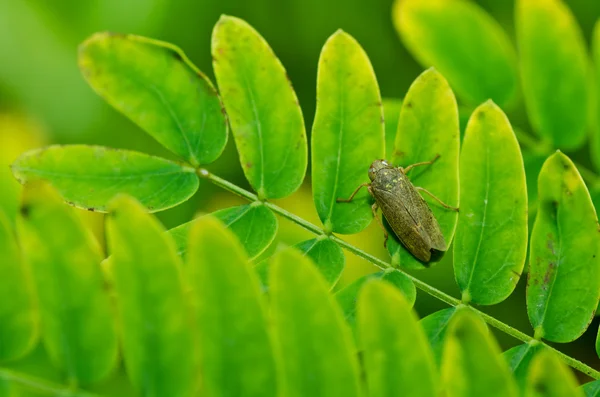 Insecto áfido en la naturaleza verde —  Fotos de Stock