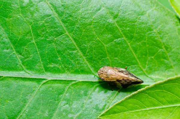 stock image Aphid insect in green nature