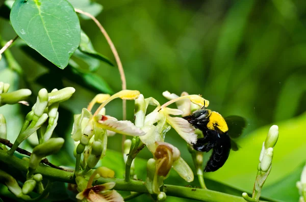 Ape falegname nella natura — Foto Stock