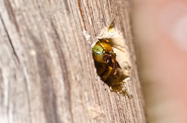 性質のクマバチ — ストック写真