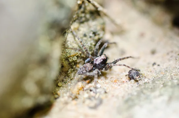 Spider in nature — Stock Photo, Image