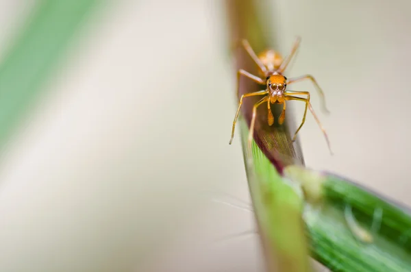 自然の中で赤クモ — ストック写真