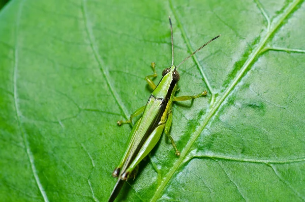 Grasshopper in green nature — Stock Photo, Image