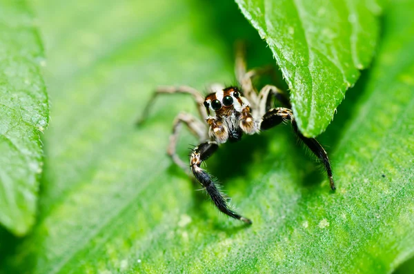 Springende Spinne in grüner Natur — Stockfoto