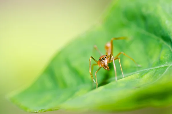 自然の中で赤クモ — ストック写真