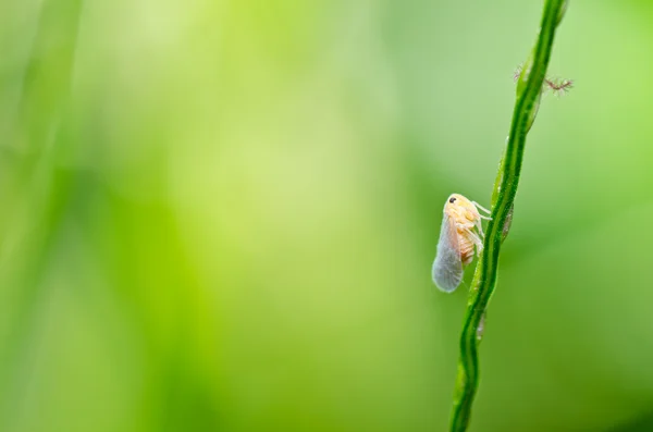 Тля насекомого в зеленой природе — стоковое фото