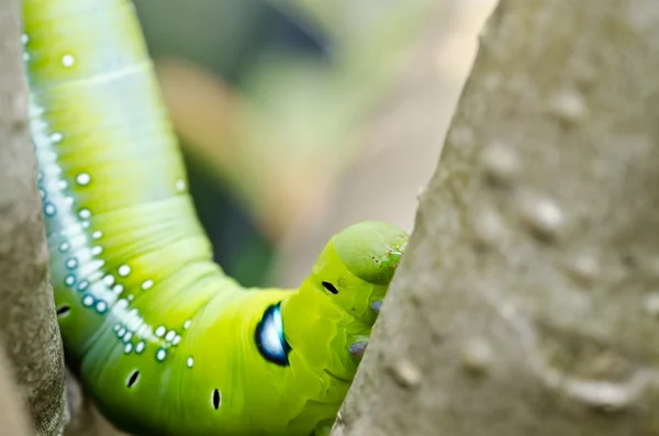 Wurm in grüner Natur — Stockfoto