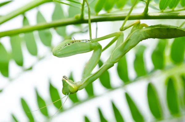 Mantis in de groene natuur — Stockfoto