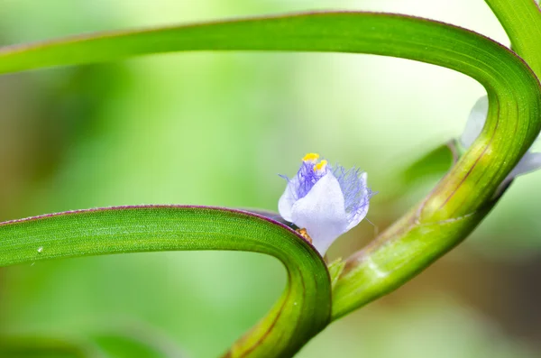 Blomstergress i grønn natur – stockfoto