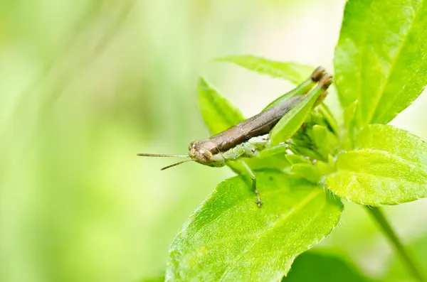 Gräshoppa i naturen — Stockfoto