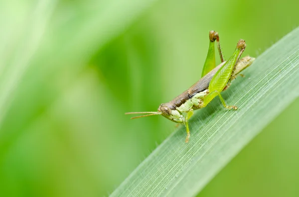 Grasshopper na natureza verde — Fotografia de Stock
