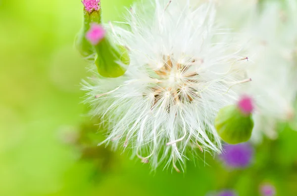 Çiçek ot yeşil doğa — Stok fotoğraf