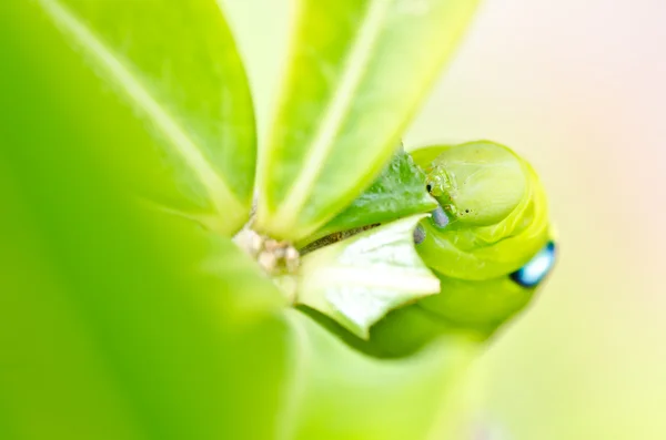 녹색 자연에 벌레 — 스톡 사진