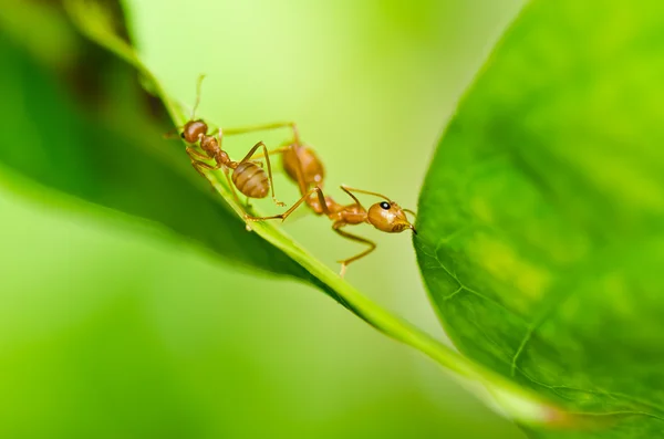 Hormiga roja en la naturaleza verde —  Fotos de Stock