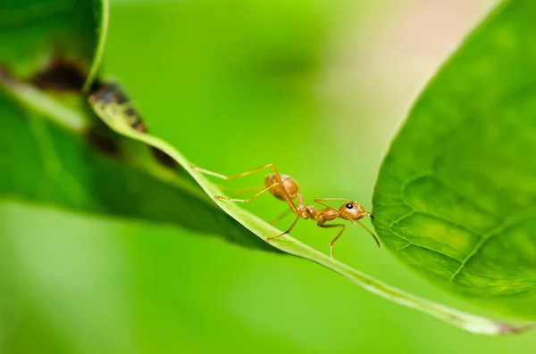 Červený mravenec v zeleni — Stock fotografie