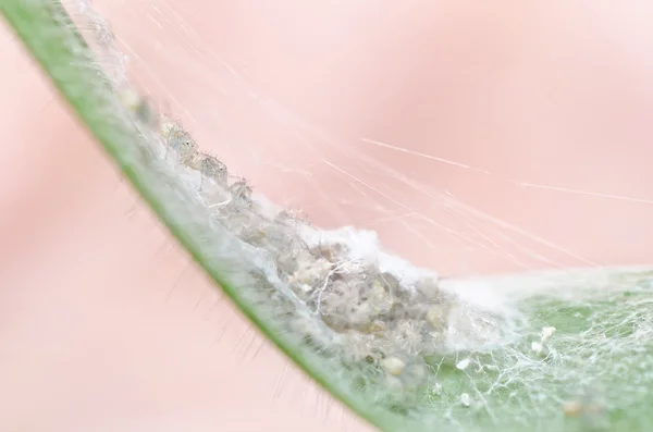 Pernas longas aranha na natureza verde — Fotografia de Stock