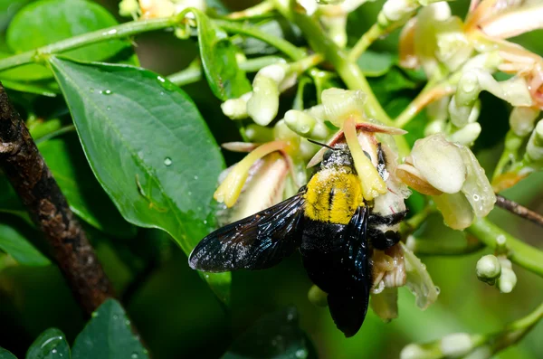 Zimmermannsbiene in der Natur — Stockfoto