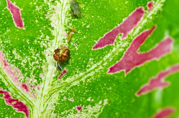 在绿色自然红蚂蚁 — 图库照片