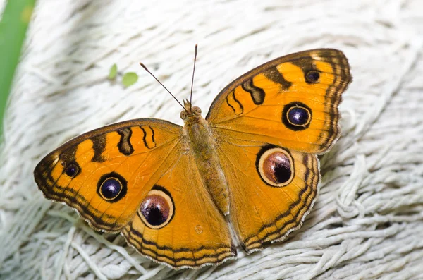 緑の自然界の蝶 — ストック写真