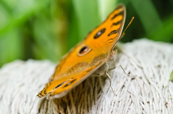 Mariposa en la naturaleza verde — Foto de Stock