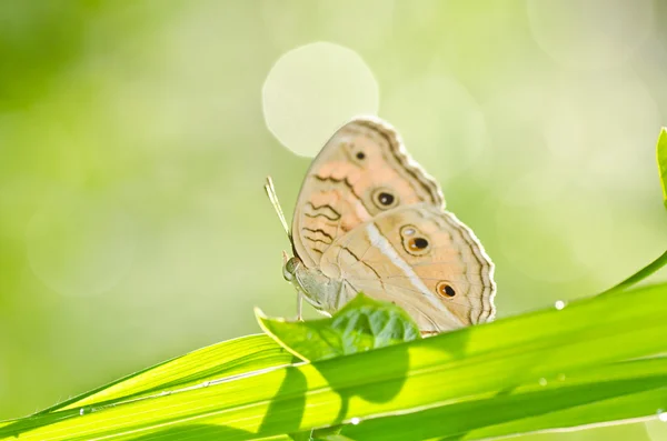 Motýl v zelené přírodě — Stock fotografie