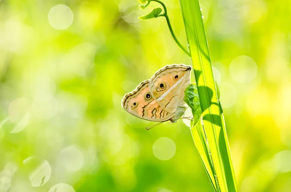 Motýl v zelené přírodě — Stock fotografie