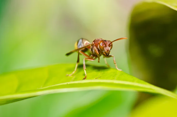 黄蜂在绿色的性质或在花园 — 图库照片