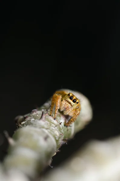 緑の自然のハエトリグモ — ストック写真