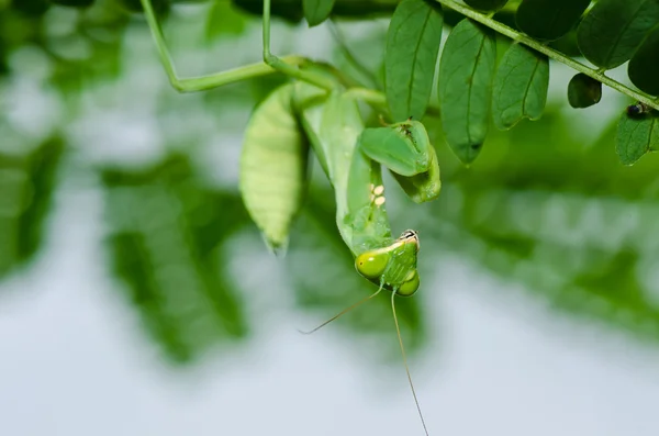 在绿色自然螳螂 — 图库照片