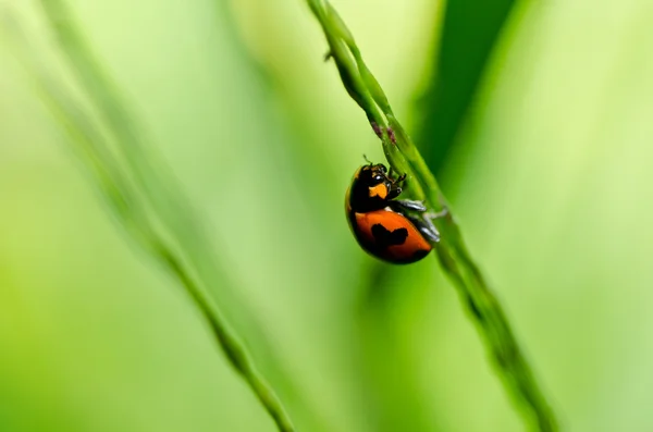 Yeşil doğanın uğur böceği — Stok fotoğraf