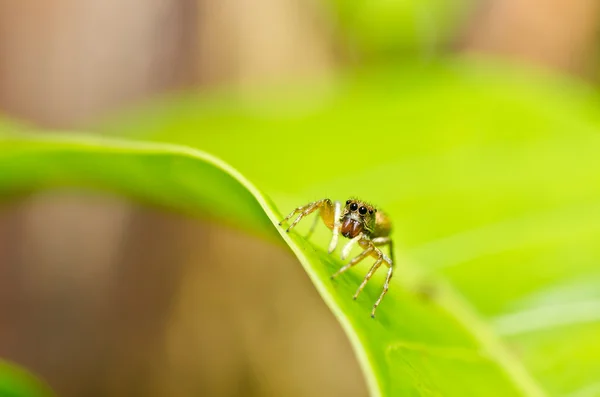 Springende Spinne in grüner Natur — Stockfoto