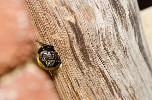 La abeja carpintera en la naturaleza —  Fotos de Stock