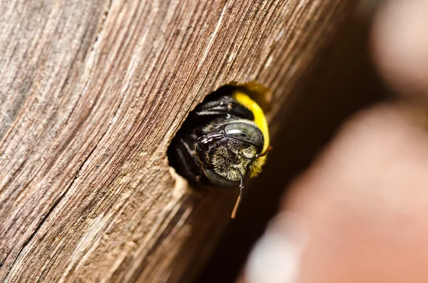 Ács méhek a természetben — Stock Fotó
