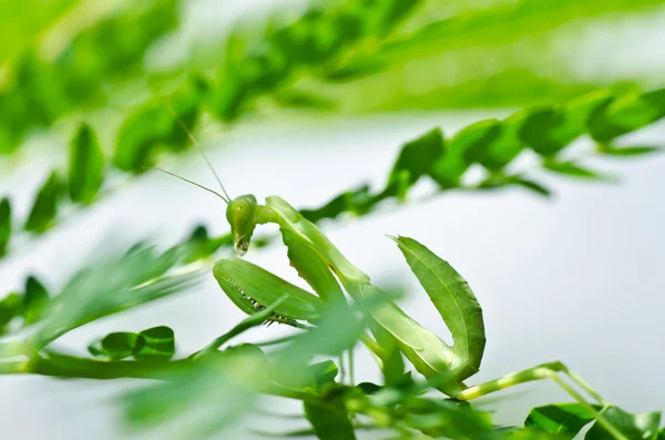 緑の自然のカマキリ — ストック写真
